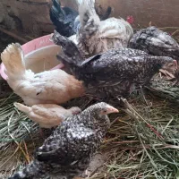 مرغ محلی تخمگذار