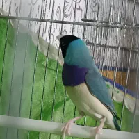 فروش نرگلدین ابی جوان پاجفت نرفته