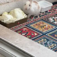 واگذاری خرگوش|موش و خرگوش|پرند, فاز ۶|دیوار