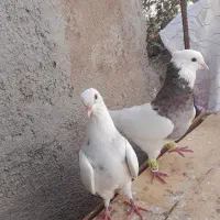 کبوتر‌کلفه|پرنده|اردبیل, |دیوار