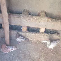 کبوتر|پرنده|قوچان, |دیوار