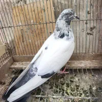 کبوتر فروش  همگی  سالم