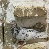 کبوتر عطیقه