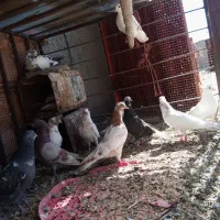 کبوتر کبوتر عالی