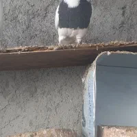 طوقی|پرنده|سبزوار, ایزی شهر|دیوار