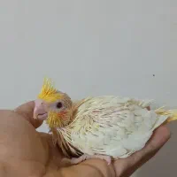 عروس هلندی لوتینو باجوجه