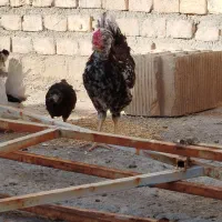 خروس گلین|حیوانات مزرعه|یزد, |دیوار