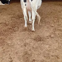 تلیسه وگاو صنعتی|حیوانات مزرعه|باخزر, |دیوار