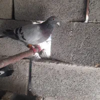 کبوتر|پرنده|برازجان, |دیوار