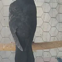 ۲۵ عدد جوجه اصیل و بااصالت