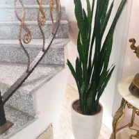 گلهای آپارتمانی