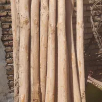 درخت چنار