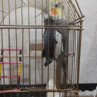 عروس هلندی باقفس