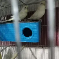 مرغ عشق با جوجه وتخم|پرنده|الوند, |دیوار