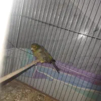 تعدادی گفت.  پدر قناری|پرنده|نجف‌آباد, گلدشت|دیوار