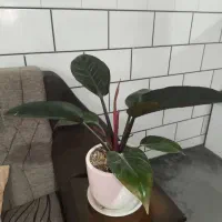 گل فیلندرون