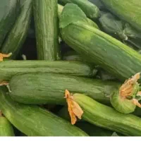 خیار تازه