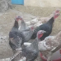 بوقلمون برنزه درجه یک