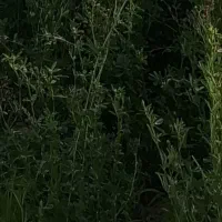 بذر یونجه همدانی ۴ چین|گل و گیاه طبیعی|قم, صفائیه|دیوار