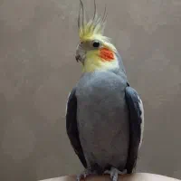 جفت عروس هلندی . سیامون و لوتینو .