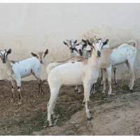 کهره گیسه بز خود بندرعباس با قصابی رایگان|حیوانات مزرعه|بندرعباس, |دیوار