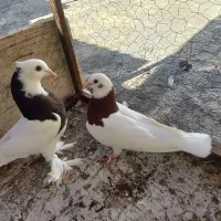 جوجه‌طوقی تازه سر