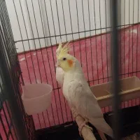 عروس هلندی ماده|پرنده|پاکدشت, پاکدشت (مامازند)|دیوار