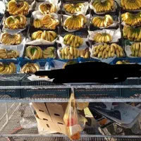 موز درجه یک