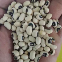 لوبیا چشم بلبلی