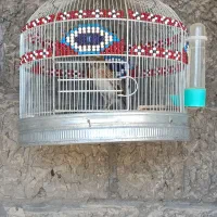 پرنده کبوتر|پرنده|کوهدشت, |دیوار