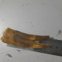 یک چراغ قدیمی و عتیقه ویک دندان|کلکسیون اشیاء عتیقه|تهران, چیتگر جنوبی|دیوار