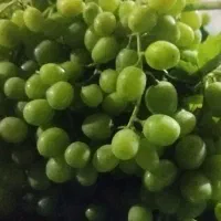 غوره تازه