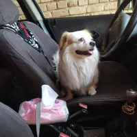 واگذاری سگ نازبازیگوش