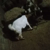 بزوبزغاله نژدی|حیوانات مزرعه|شیروان (لرستان), |دیوار