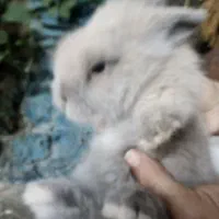 بچه خرگوش لوپ اصل|موش و خرگوش|فردوس (خراسان), |دیوار