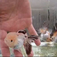 گلدفیش کلکسیونی