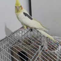 عروس هلندی|پرنده|گلستان (تهران), |دیوار