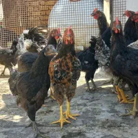 جوجه خروس|حیوانات مزرعه|شیراز, شهرک ترکان|دیوار