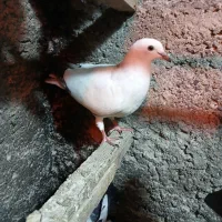 کبوتر دورگ
