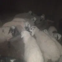 گوسفند|حیوانات مزرعه|تفتان, |دیوار