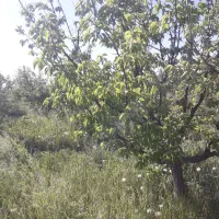 باغچه-مجوزدار-روستای-کوله-بهرام-550متر