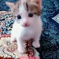 بچه گربه با مادر