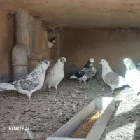 کبوتر پرشی