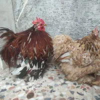 مرغ خروس زینتی وارداتی