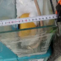 اکواریوم|ماهی|شیروان (خراسان), |دیوار