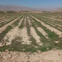 اجاره 2 هکتار زمین کشاورزی