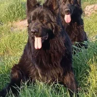 سگ ژرمن بلک شولاین