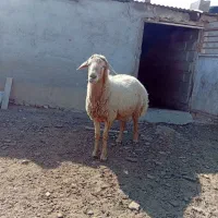 قوچ دامازیق