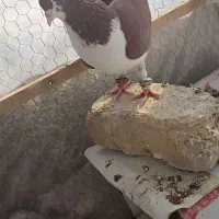 کلاغ دم|پرنده|چناران, |دیوار