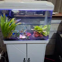 اکواریوم شیشه خم ۶۰ سانتی|ماهی|گلپایگان, |دیوار